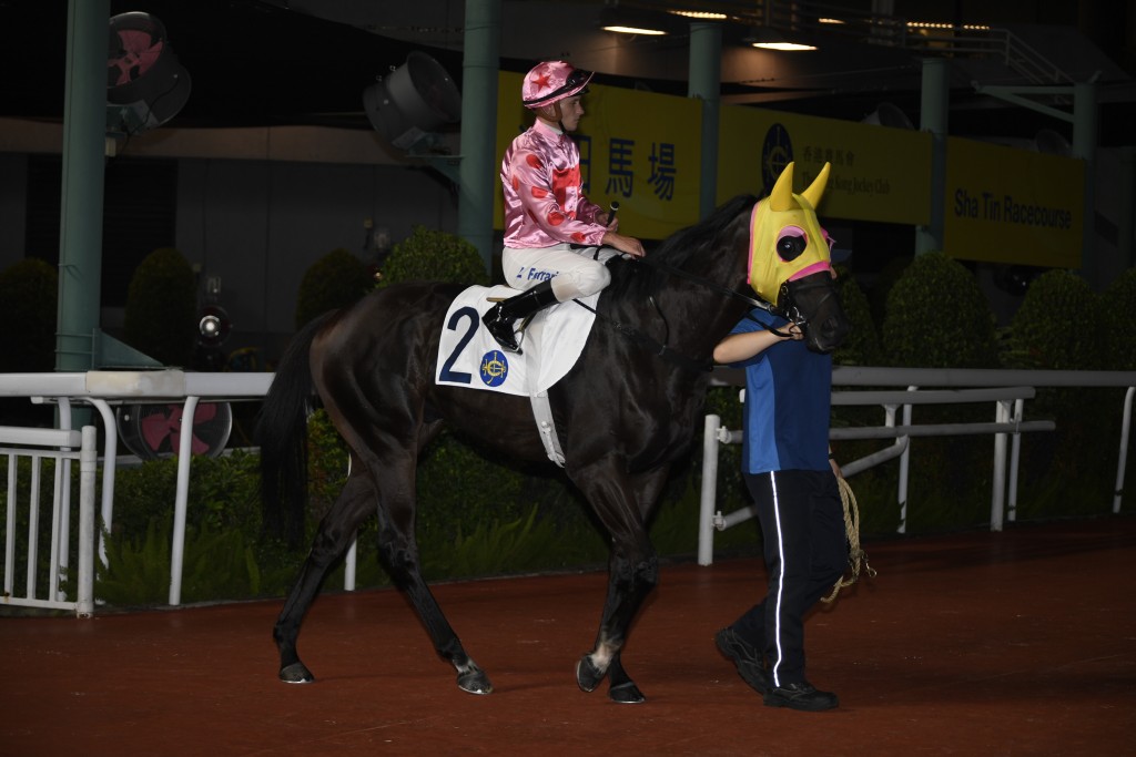 周俊樂於9月7日星期日在韓國首爾馬場策騎「禪勝輝煌」（圖）競逐三級賽韓國盃。