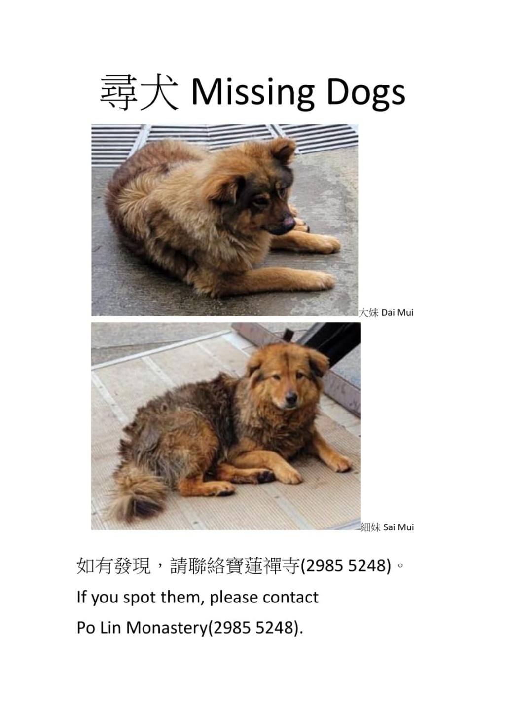 宝莲禅寺在社交平台刊登寻犬启示。