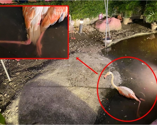 台灣花蓮1隻紅鶴被男童扔雜物，導致腳骨斷折。FB群組「台灣動保社團」圖片