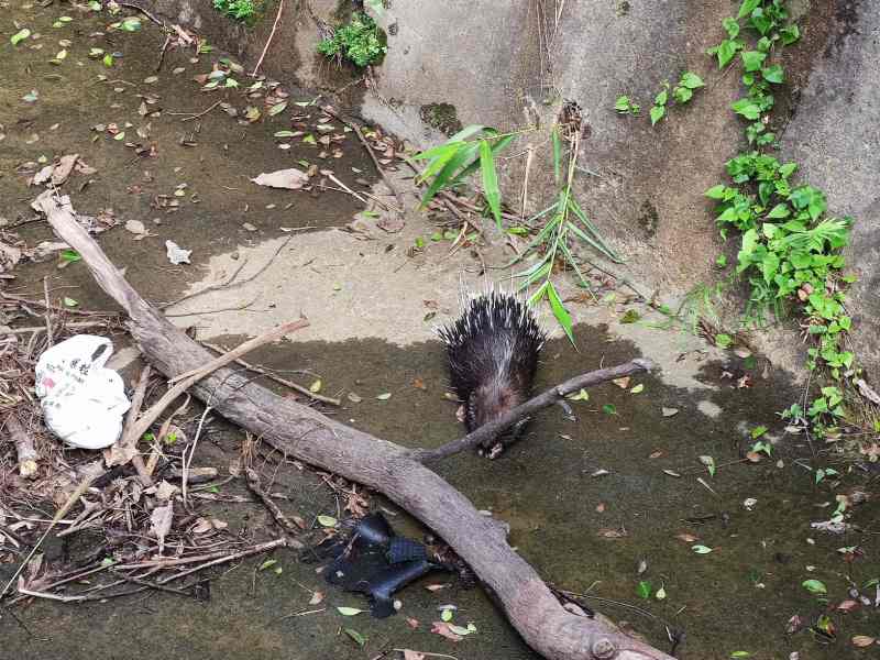 一隻箭豬誤墮引水道。梁國峰攝