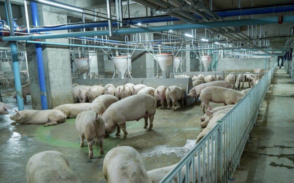 養豬大樓內部配備了自動化控制系統的豬舍。新華社