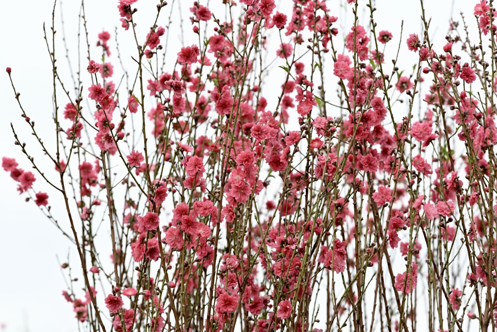 「桃花大王」郭財添指，今年普遍氣溫維持約20度，正是桃花最理想的生長溫度。