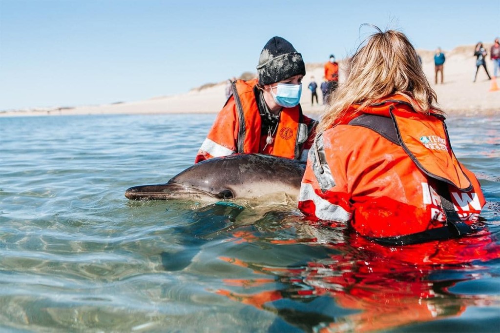  美国麻省有125条海豚集体搁浅，逾百救援人员努力协助牠们脱困。IFAW