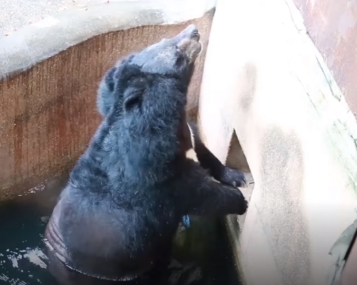 黑熊在水池不断用力狂抓外墙，欲离开动物园。（网图）