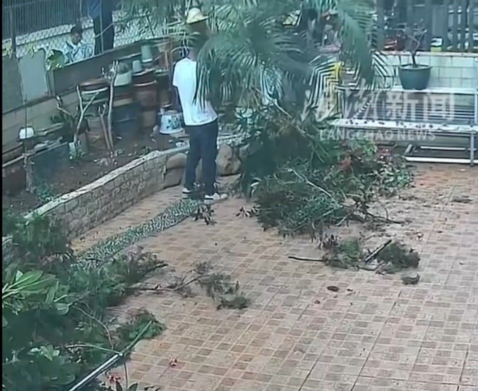 江門居民稱自家花園被毀。 江門居民稱自家花園被毀。