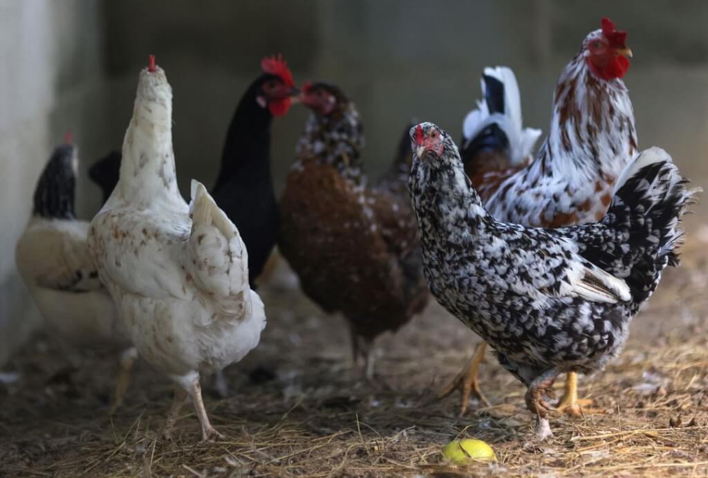 專家擔憂禽流感病毒變異變得更具傳播性的風險。路透社