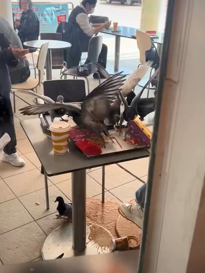 十多隻野鴿在九龍公園附近快餐店的戶外區域搶食，甚至推跌飲料。threads@sweethxm0428影片截圖