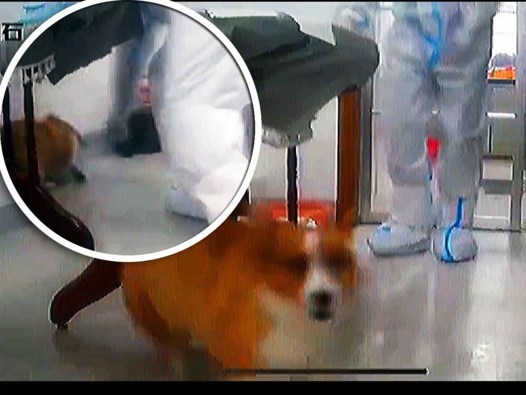 防疫人員手持鐵棍擊打哥基的頭部。(片段截圖)