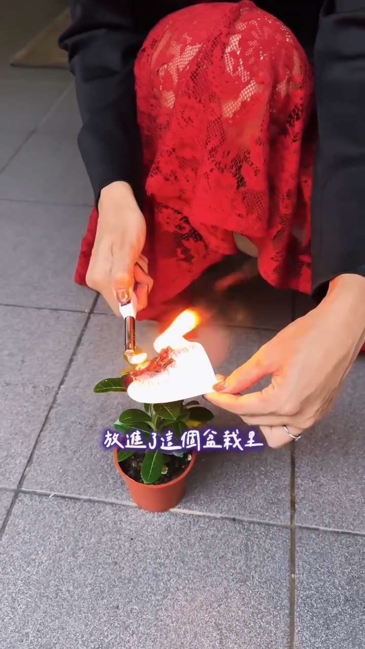 放進一盆沙漠玫瑰的土壤上。 放進一盆沙漠玫瑰的土壤上。