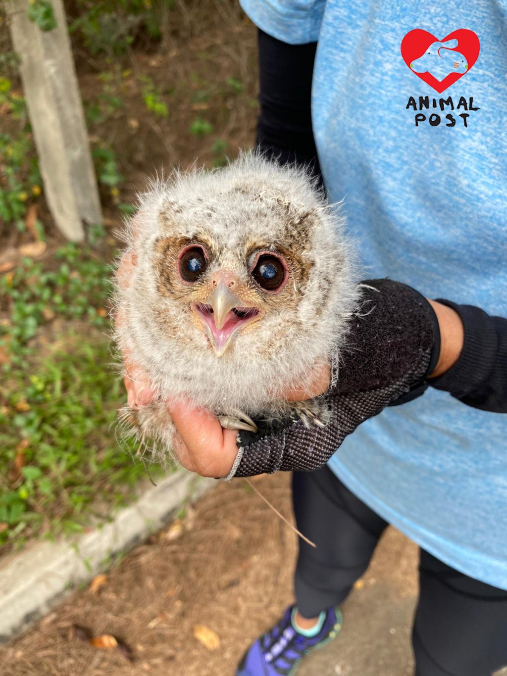 《香港動物報》圖片。