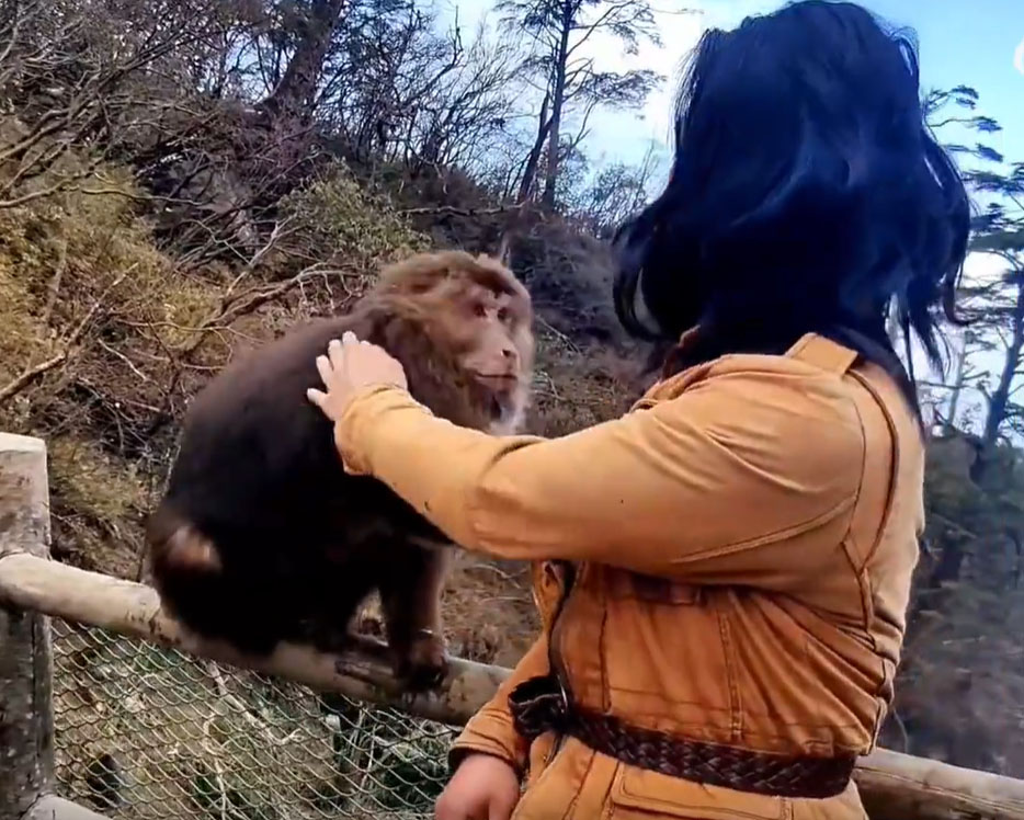 猴子似乎觉得「被挑衅」。 网片截图
