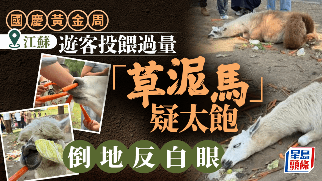羊駝因遊客瘋狂餵食，致吃得太飽倒地反白眼。上游新聞