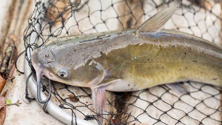 長沙灣副食品批發市場一個鯰魚樣本驗出孔雀石綠。網上圖片