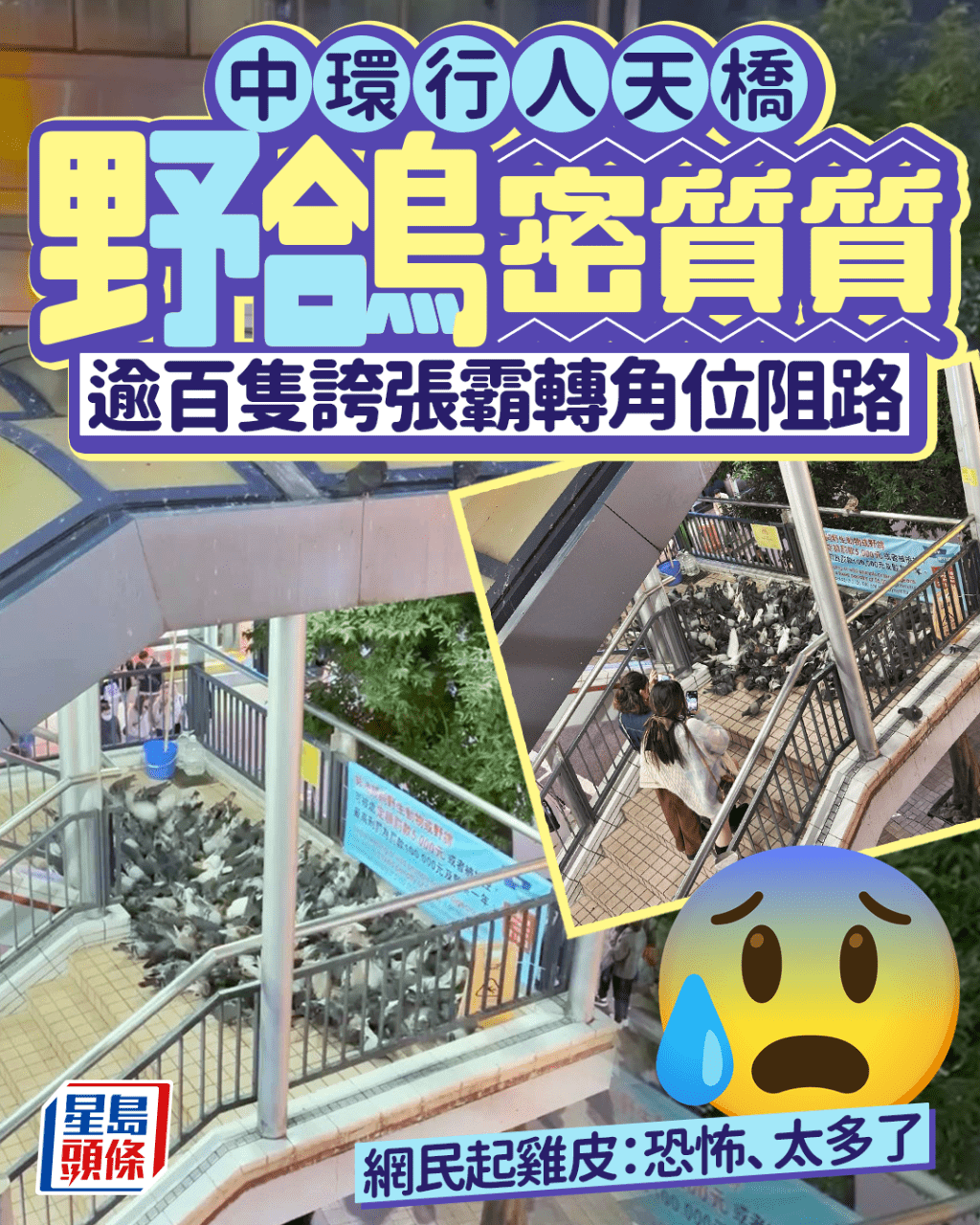 中環行人天橋野鴿密質質 逾百隻誇張霸轉角位阻路 網民起雞皮：恐怖、太多了｜Juicy叮