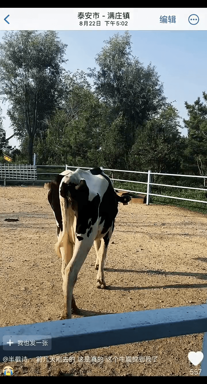 網傳該動物園的乳牛瘦得「皮包骨」。