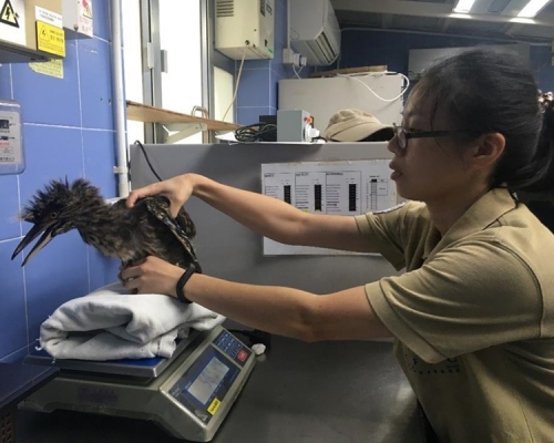 中心救出19只受伤的雀鸟及一只受伤的蝙蝠。嘉道理农场暨植物园fb图片