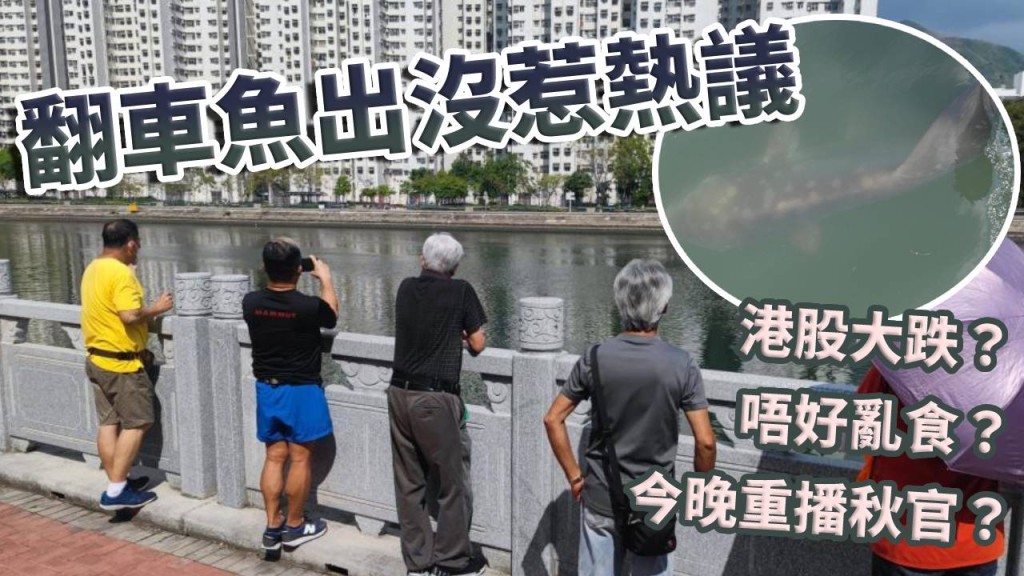 翻車魚出沒引起網民討論。