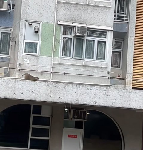 片中的猴子相當頑皮。fb「將軍澳主場」截圖 片中的猴子相當頑皮。fb「將軍澳主場」截圖