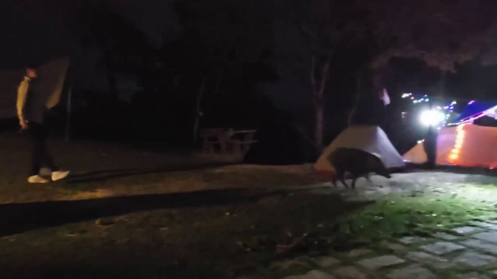 野豬亂入大網仔營地。fb「香港人露營分享谷」截圖