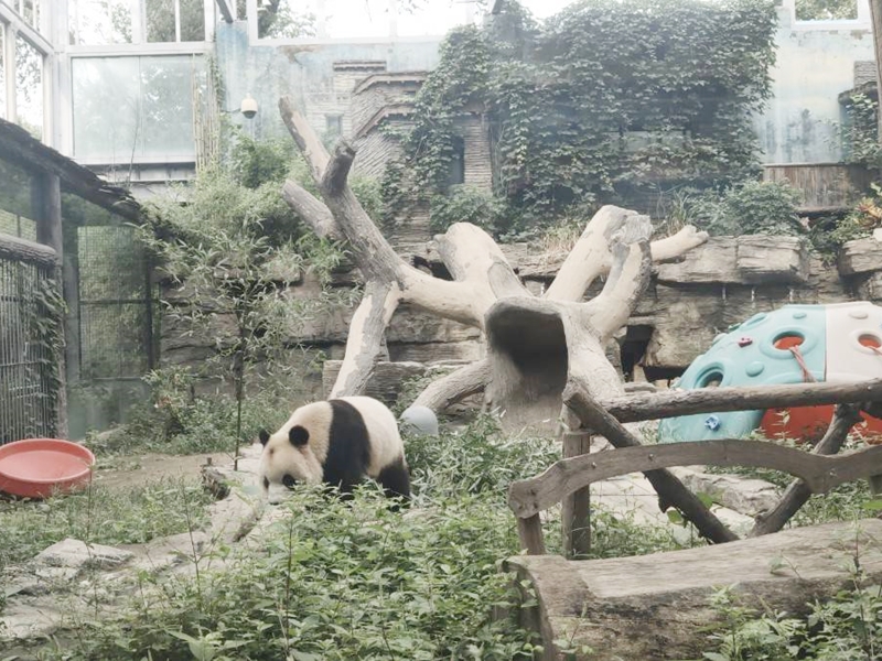福星敬十分喜歡打滾。網圖