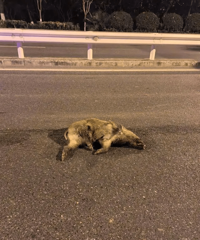 死在馬路上的其中一隻野豬。