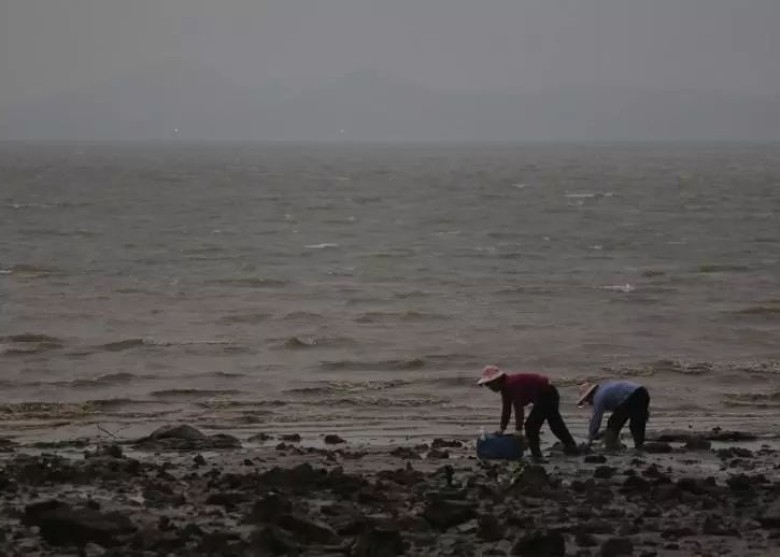 多名妇人在深圳湾海边非法捕捞生蚝。（网图）