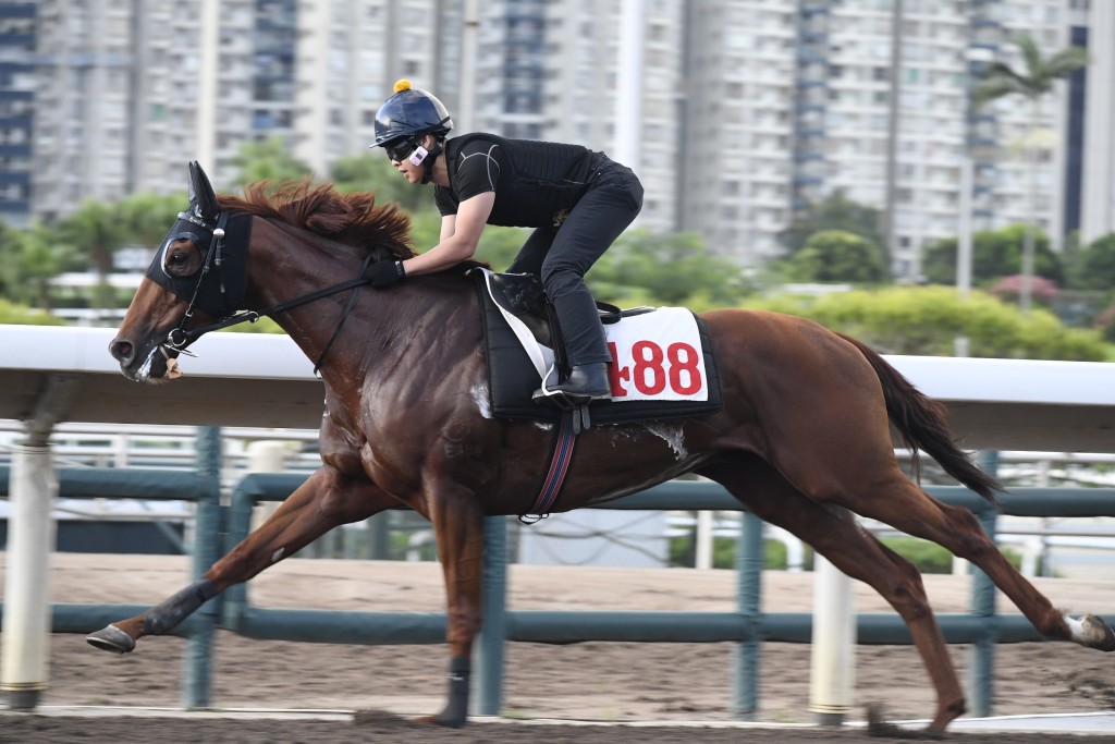 「桃花多」聚精會神出腳爽勁，毛色油潤悅目，狀態托弗。