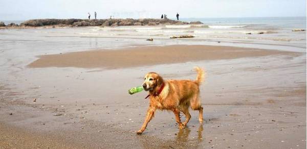 早前她還拍了「海洋環境保護」宣傳片。