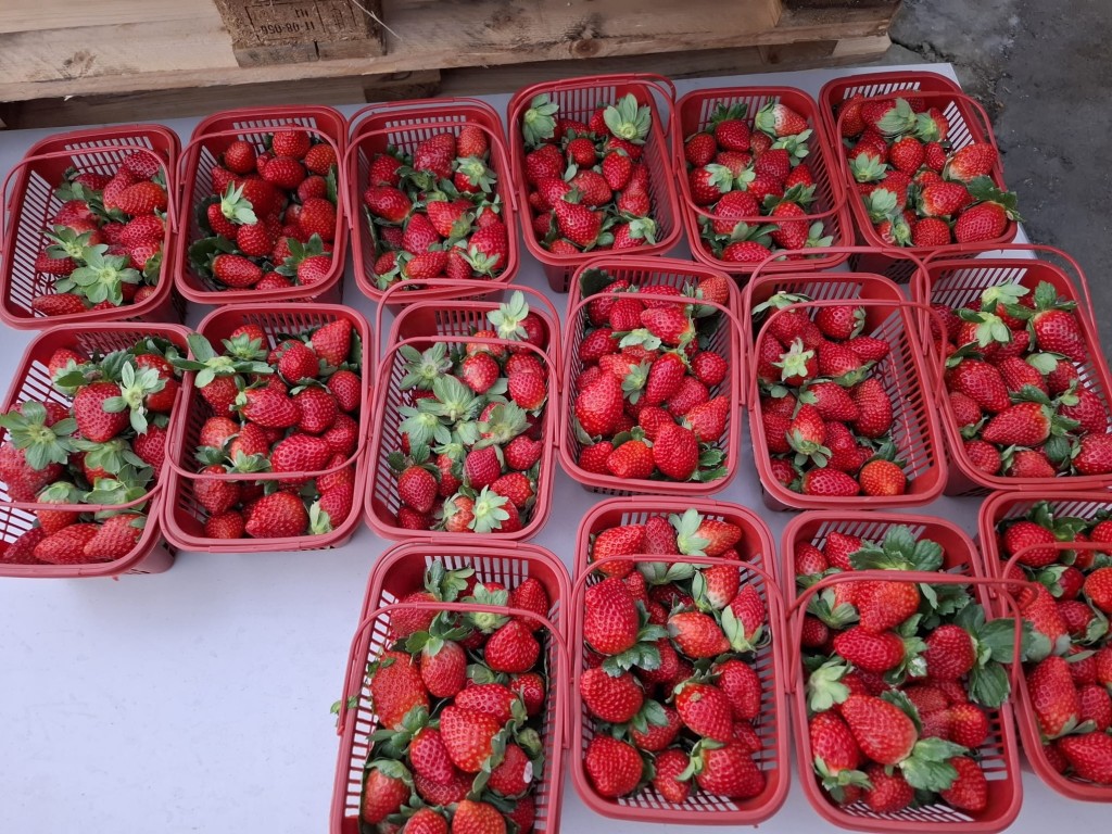  元朗忠泰農莊的士多啤梨可以每磅$80的即摘價帶回家，與親朋好友分享。