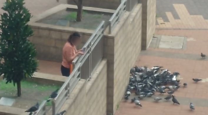 女子用手機拍下野鴿圍食的情況。讀者提供