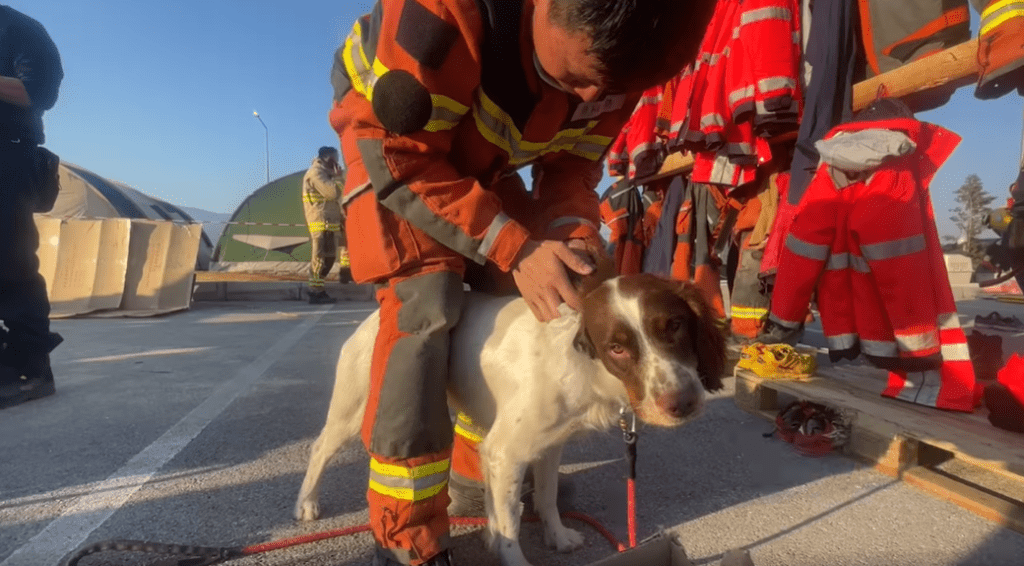消防處兩隻搜救犬Umi及Twix可謂功不可沒。
