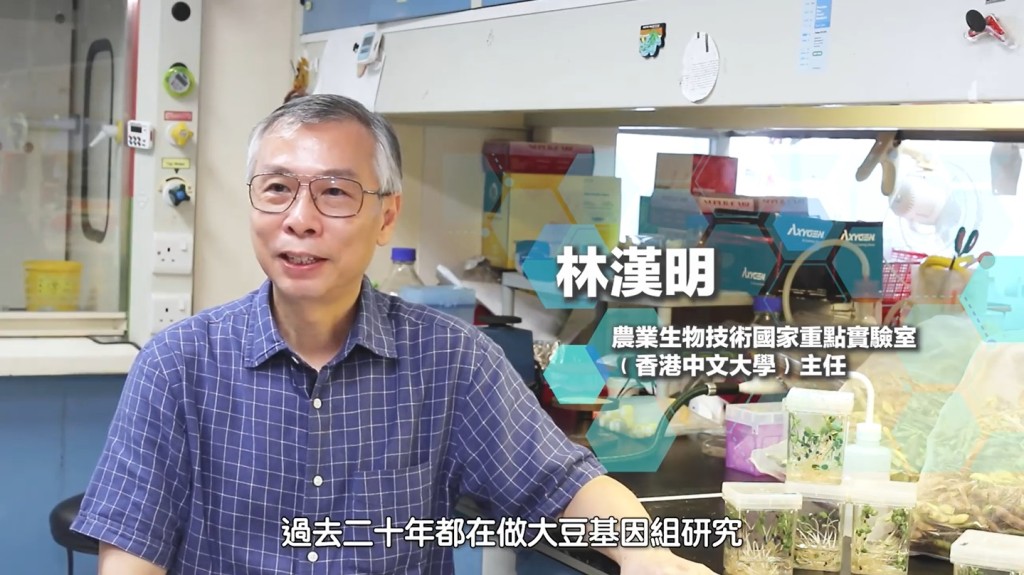 林漢明與內地合作研發出耐鹽抗旱大豆。影片截圖