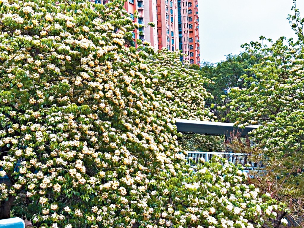 大角咀櫻桃街行人天橋被盛開的魚木包圍。