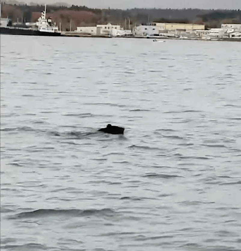 受访渔民表示,目击时黑熊正朝陆地方向游去,「再游半小时就上岸,而堤防有人在钓鱼,幸好及早处理。」Youtube@朝日新闻截图 受访渔民表示,目击时黑熊正朝陆地方向游去,「再游半小时就上岸,而堤防有人在钓鱼,幸好及早处理。」Youtube@朝日新闻截图