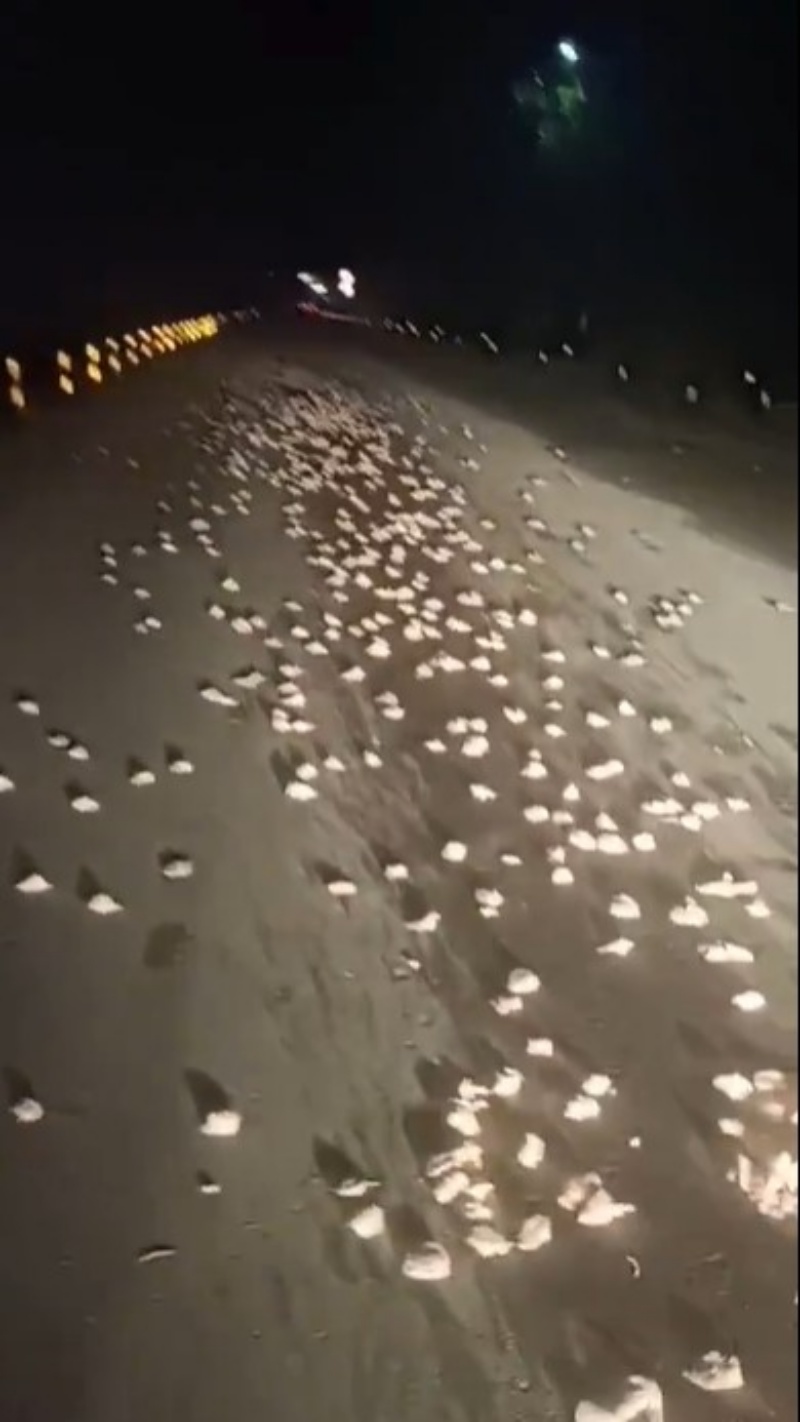 司机开夜路发现公路上很多白色的物体。