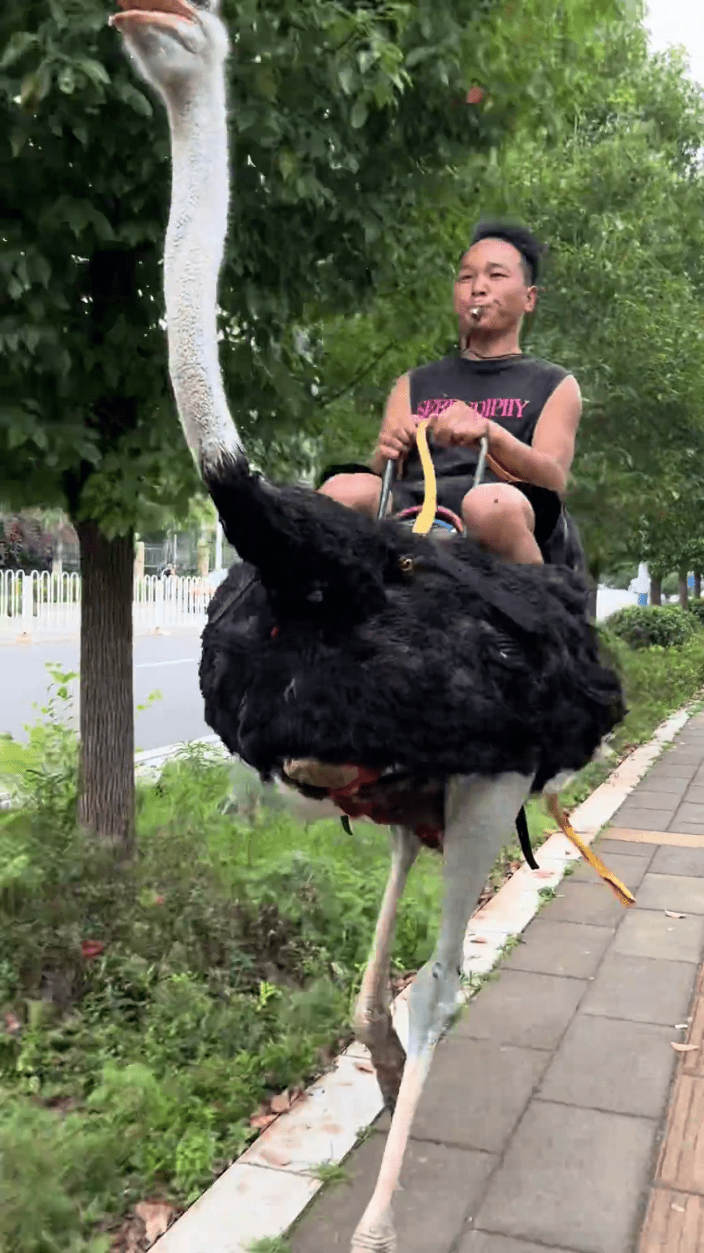 雲南男子騎鴕鳥代步,成網絡熱話。 雲南男子騎鴕鳥代步,成網絡熱話。