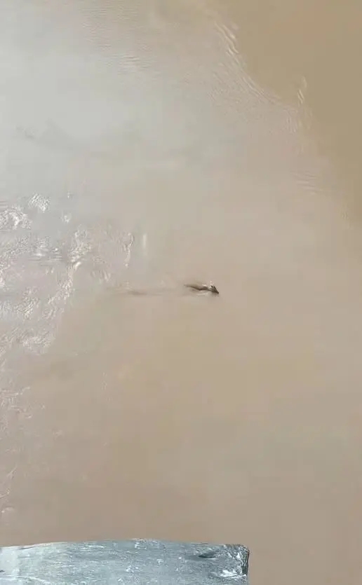 網民發布在雲南虎跳峽風景區拍攝到頭上長角水中游的不明生物。 網片截圖