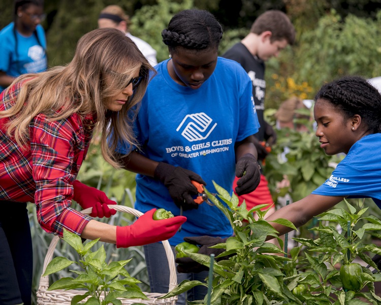 梅拉尼婭和一班孩子在白宮菜園種植和收割蔬菜。AP