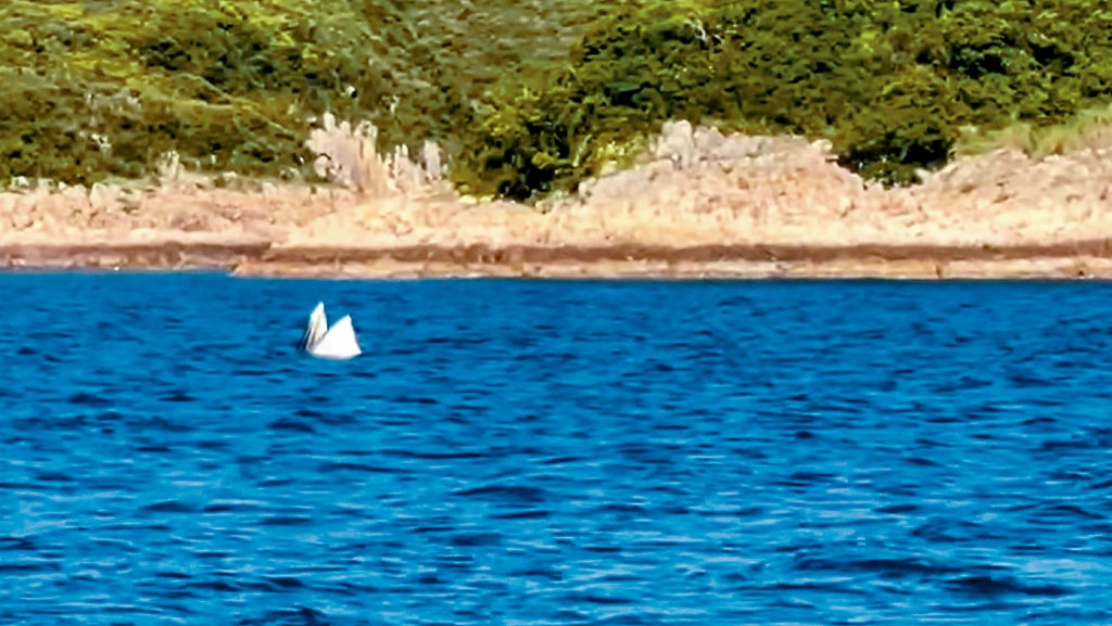 有網民發現鯨魚昨午再次現身。