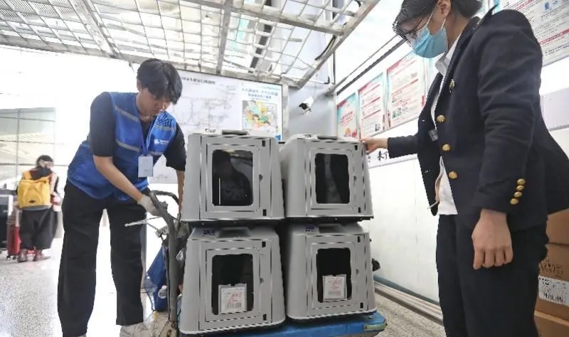 深圳北站中鐵快運營業廳，搭乘G400次的四隻「毛孩子」準備進站。 深圳大件事