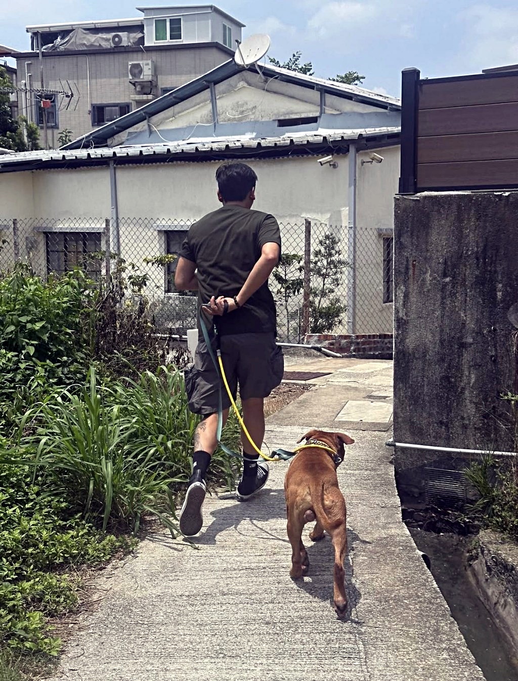 狗義工帶「太陽仔」散步。網圖