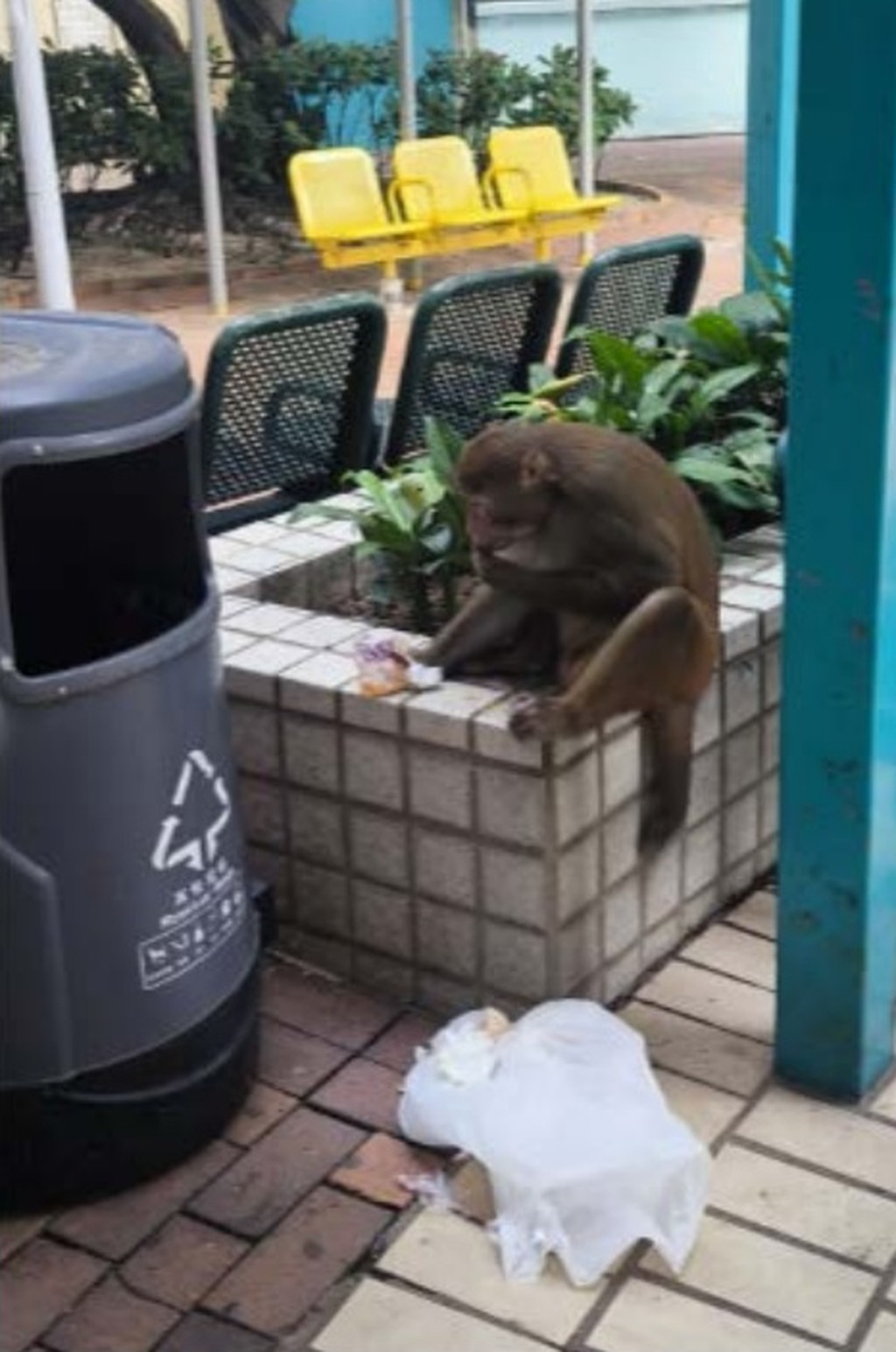 猴子翻箱倒篋。 猴子翻箱倒篋。
