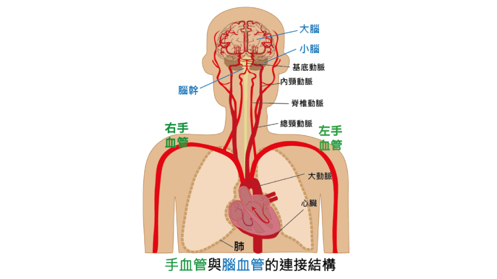 手血管与脑血管之间的关系（图片提供：香港都会大学护理及健康学院高级讲师朱贤文博士）