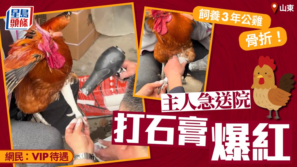 寵物公雞│愛雞骨折山東主人急送院打石膏 網笑：VIP 待遇