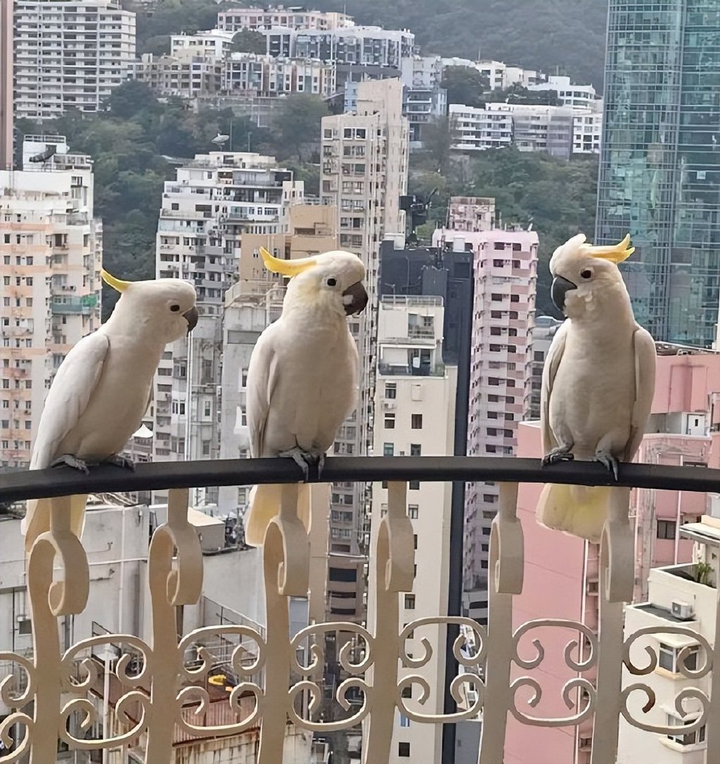 周慧敏曾拍下家中露台有鸚鵡到訪的照片,指這三隻鸚鵡不時出現,可看到單位外景觀。 周慧敏曾拍下家中露台有鸚鵡到訪的照片,指這三隻鸚鵡不時出現,可看到單位外景觀。