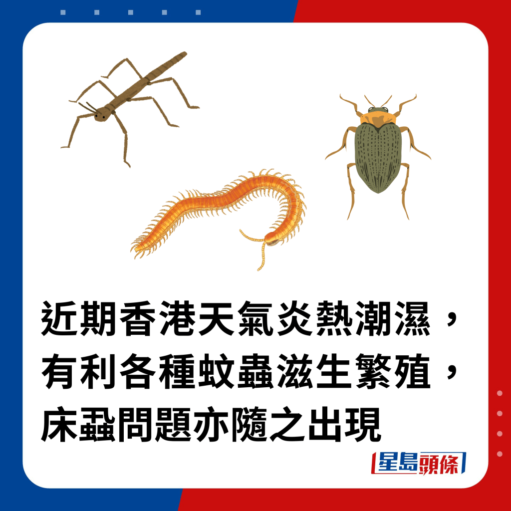 近期香港天氣炎熱潮濕，有利各種蚊蟲滋生繁殖，床蝨問題亦隨之出現