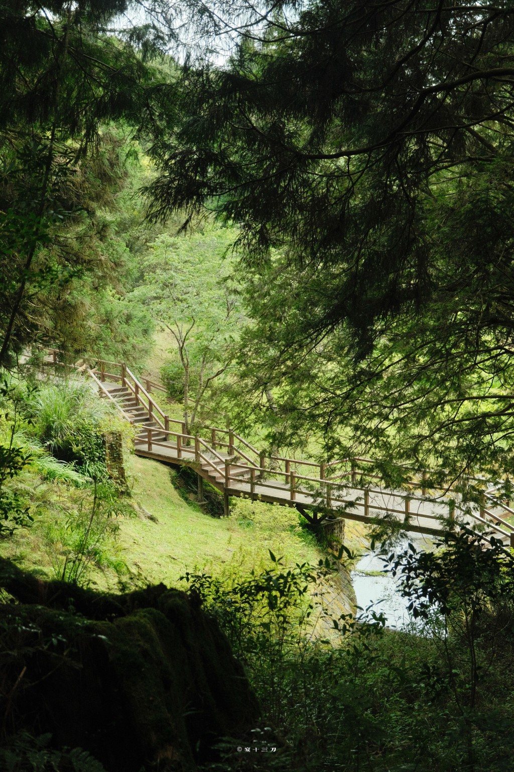 台灣阿里山深具神秘和自然氣息。（微博）