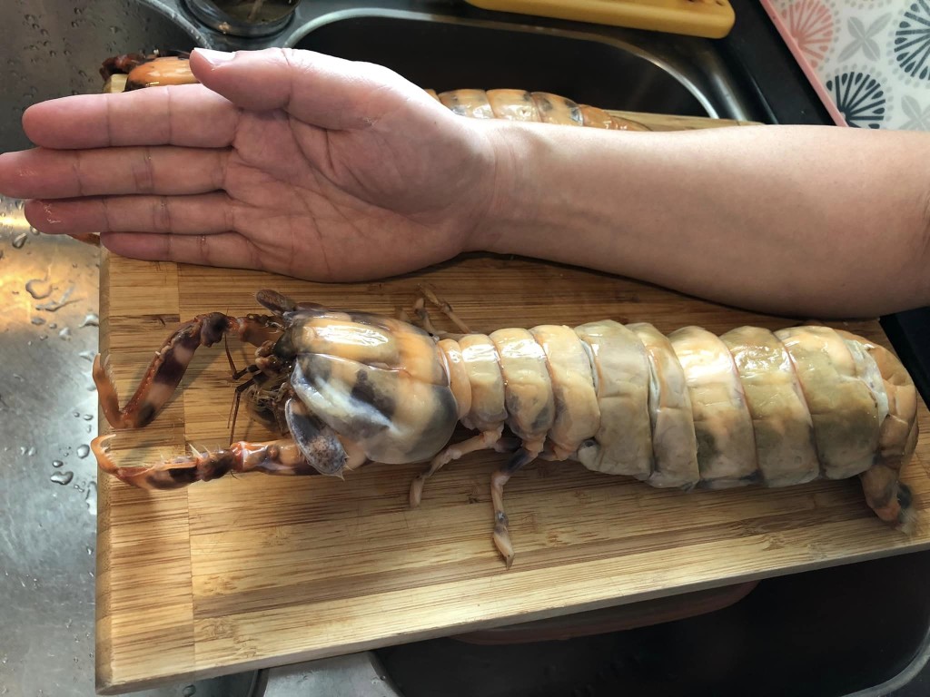 巨型「斑馬瀨尿蝦」的長度有手臂般長。「香港街市魚類海鮮研究社」FB