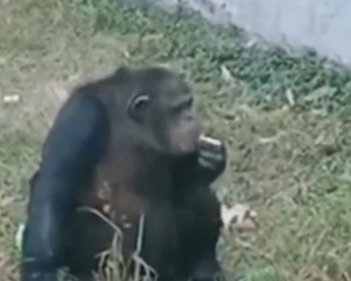 安徽省合肥市野生動物園發現一隻黑猩猩竟然在吸煙。 網圖