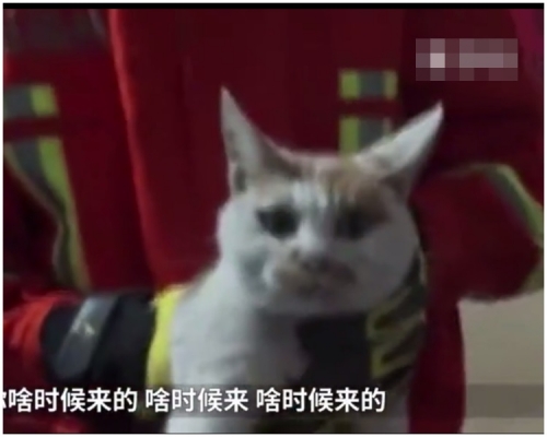 小貓最終被安全抱出來。網上圖片